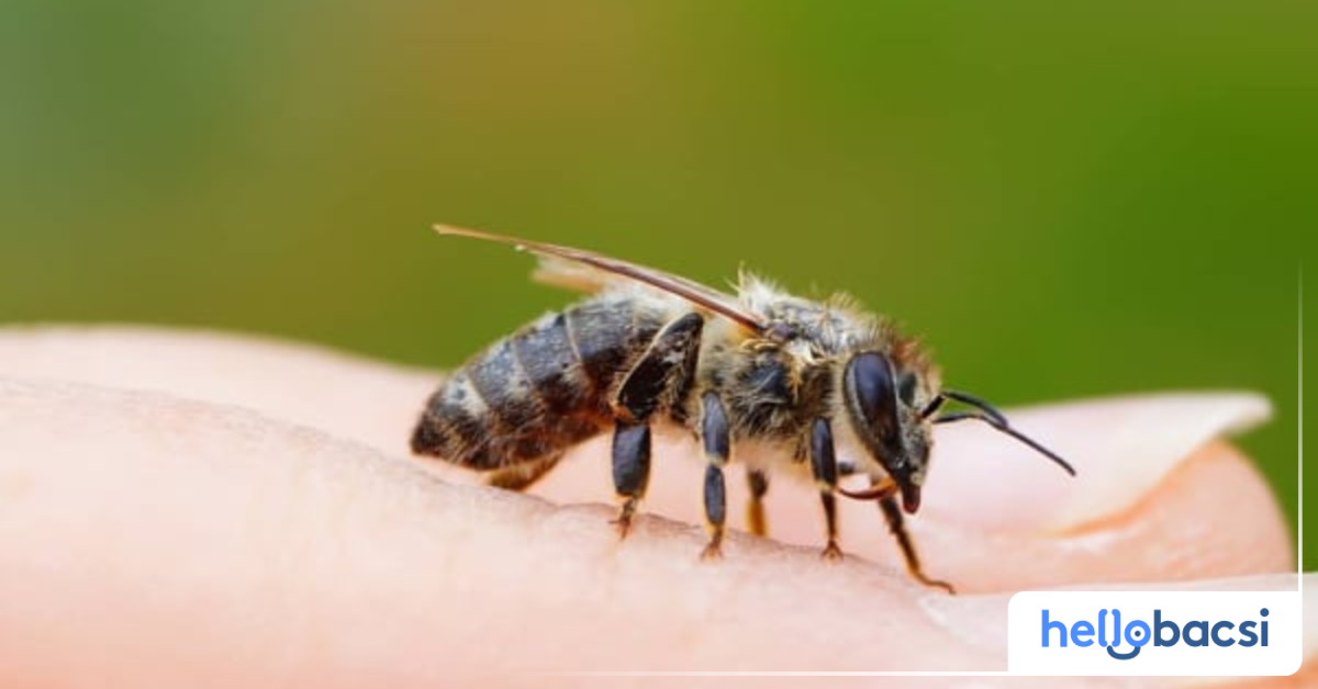 Đây là các loại thuốc hoặc phương pháp tự nhiên có thể sử dụng để giảm ngứa từ vết ong đốt?
